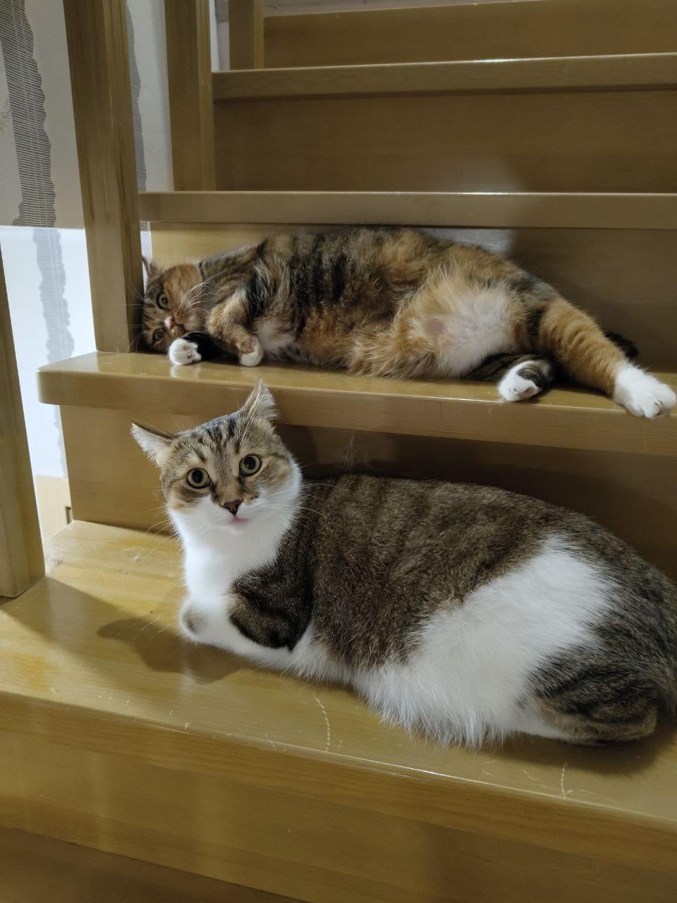 Фото В снегу и за рулем: в Новосибирске опубликовано свыше 50 фото милых питомцев к Дню кошек 16 - Сиб.ФМ Фото В снегу и за рулем: в Новосибирске опубликовано свыше 50 фото милых питомцев к Дню кошек 16